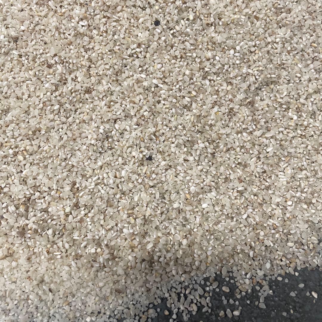 Broken Rice 5kg Bird Feed [Not for Human Consumption]