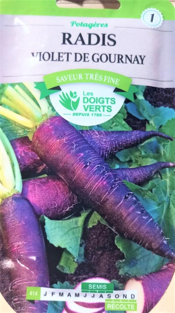 Purple Radish Violet Seeds 50+ pcs ? French Purple Mini Daikon