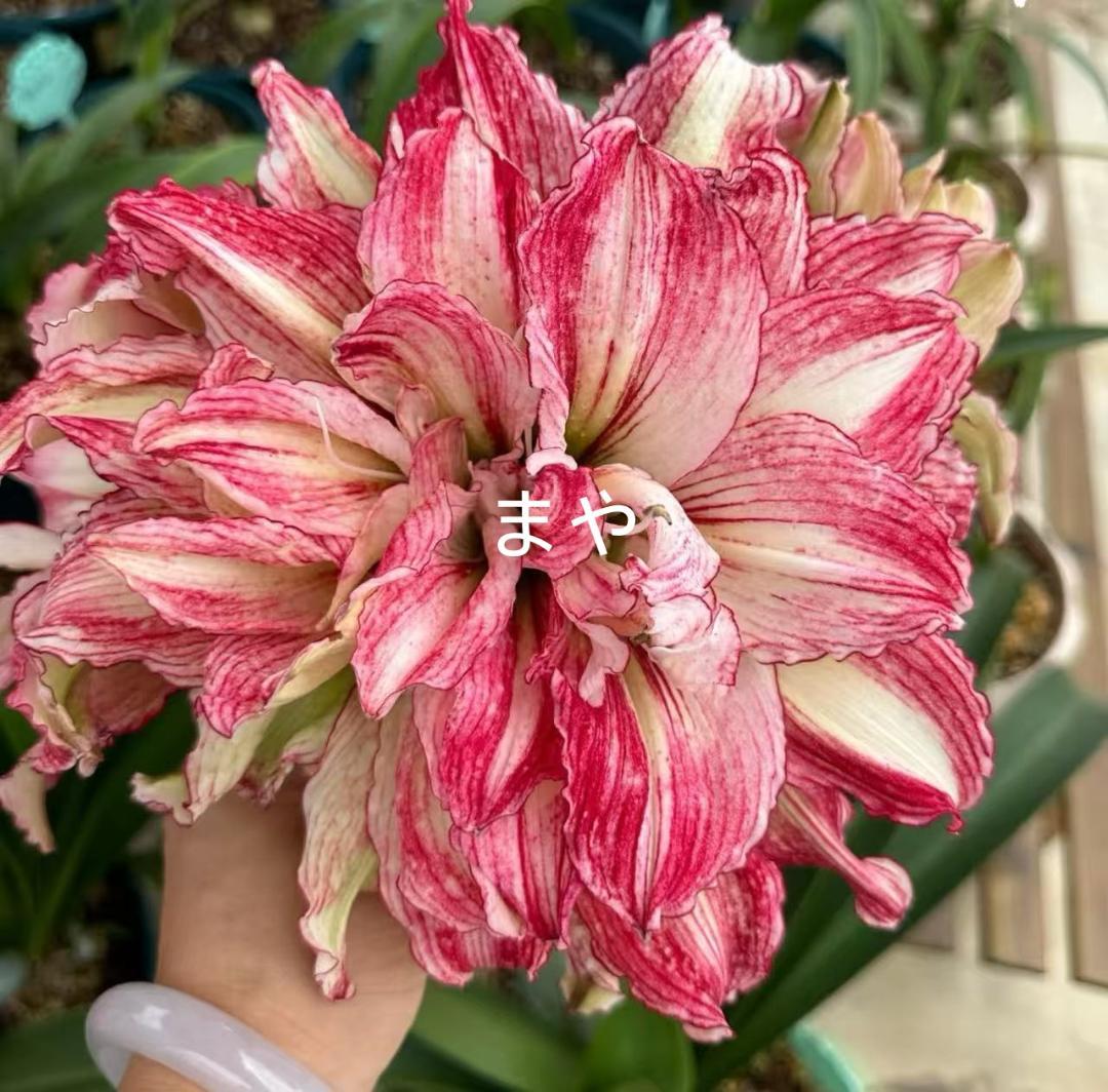 Hanami C392 Amaryllis Double-flowered Angela Bulb Blooming Bulb