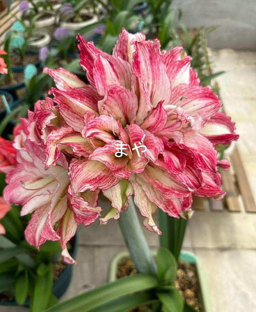 Hanami C392 Amaryllis Double-flowered Angela Bulb Blooming Bulb