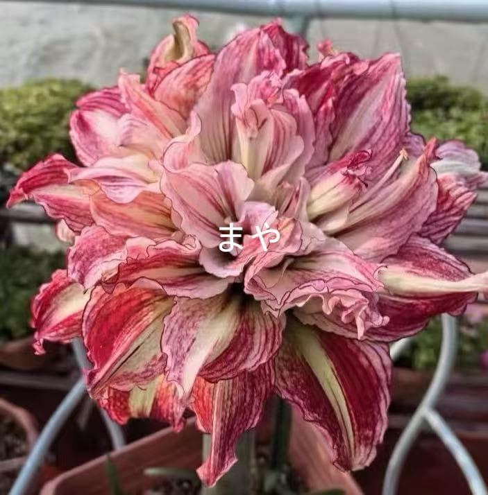 Hanami C392 Amaryllis Double-flowered Angela Bulb Blooming Bulb