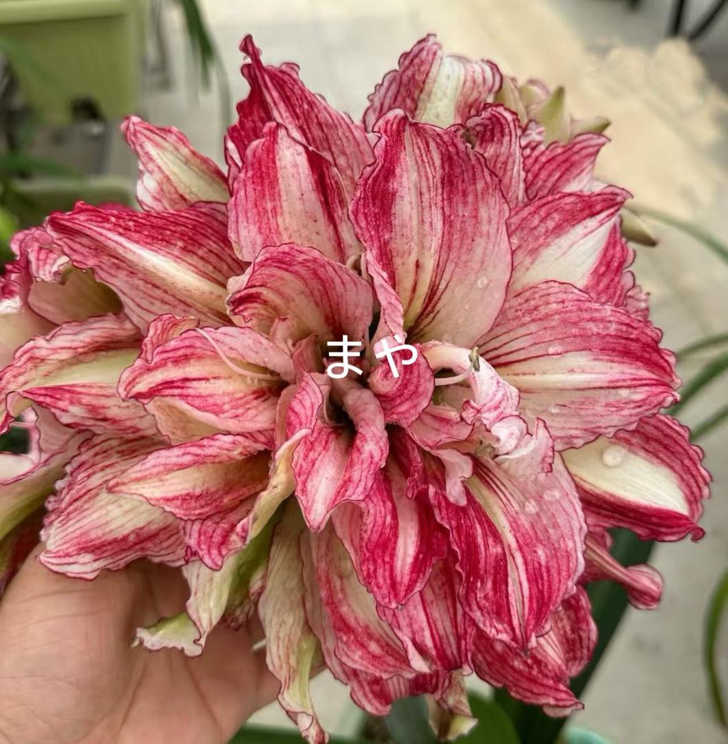 Hanami C392 Amaryllis Double-flowered Angela Bulb Blooming Bulb