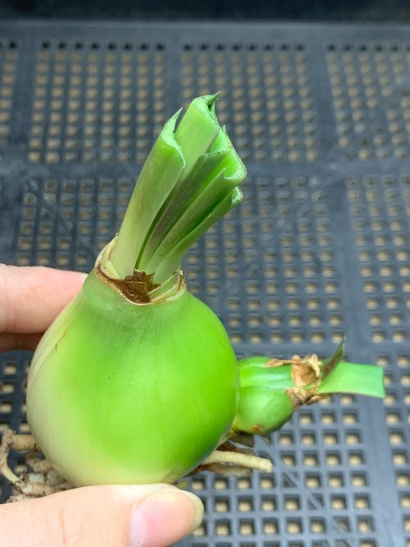 Hanami C392 Amaryllis Double-flowered Angela Bulb Blooming Bulb