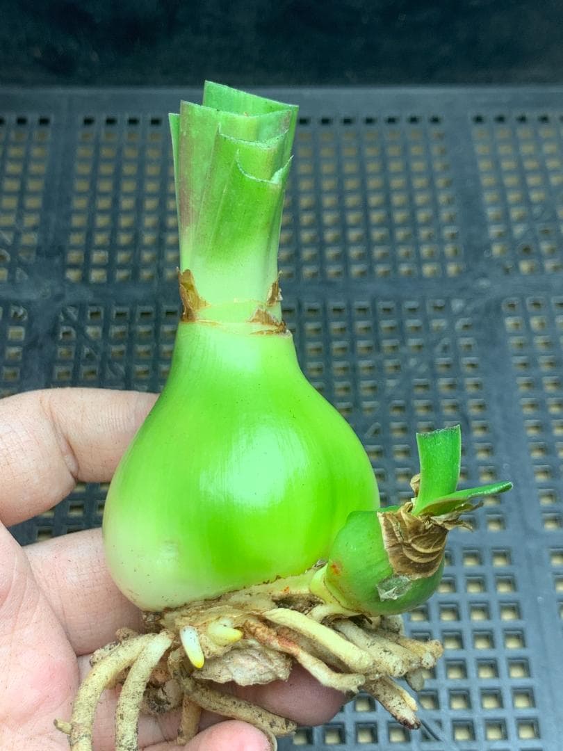 Hanami C392 Amaryllis Double-flowered Angela Bulb Blooming Bulb