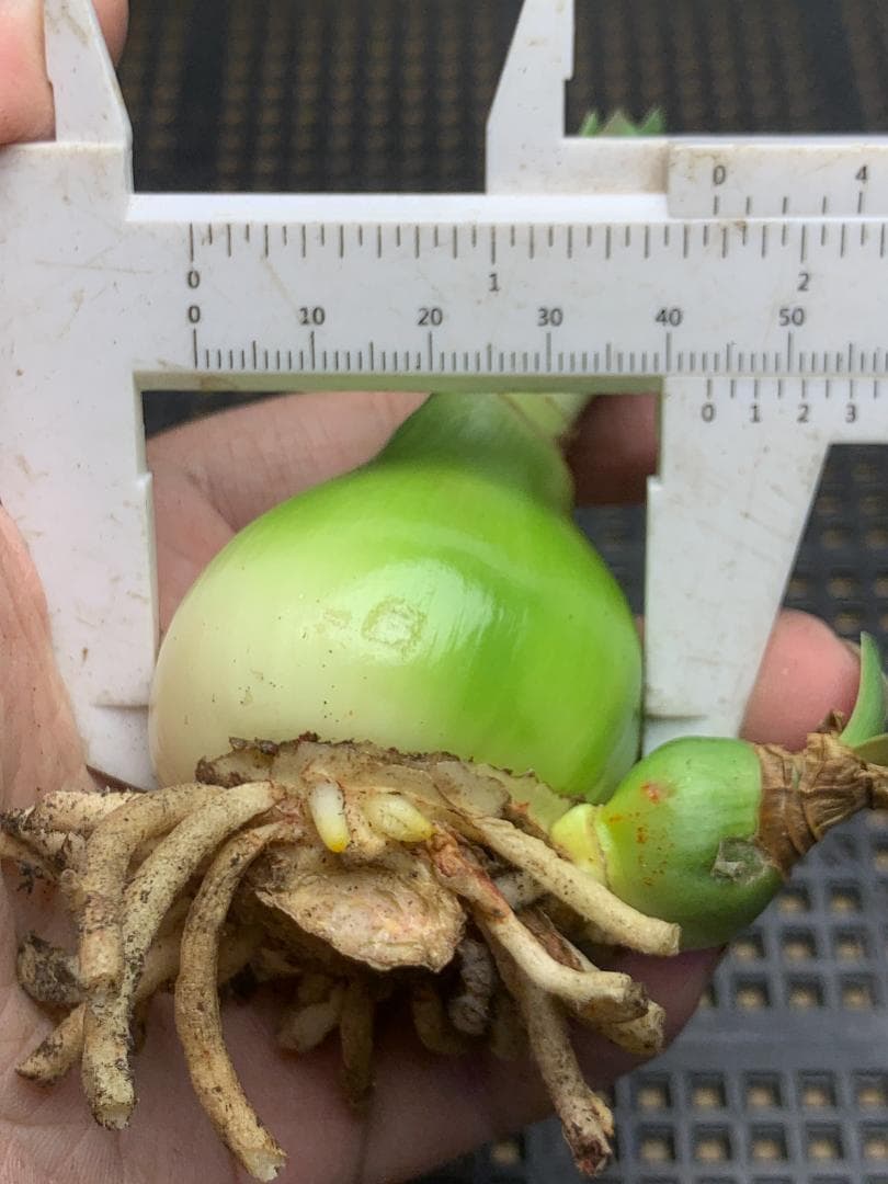 Hanami C392 Amaryllis Double-flowered Angela Bulb Blooming Bulb