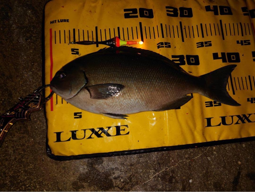 Float Top Lightweight LED Light for Night Fishing, Chemical Light, Fukase Fishing, Night Kurodai, Gintara, Red Sea Bream